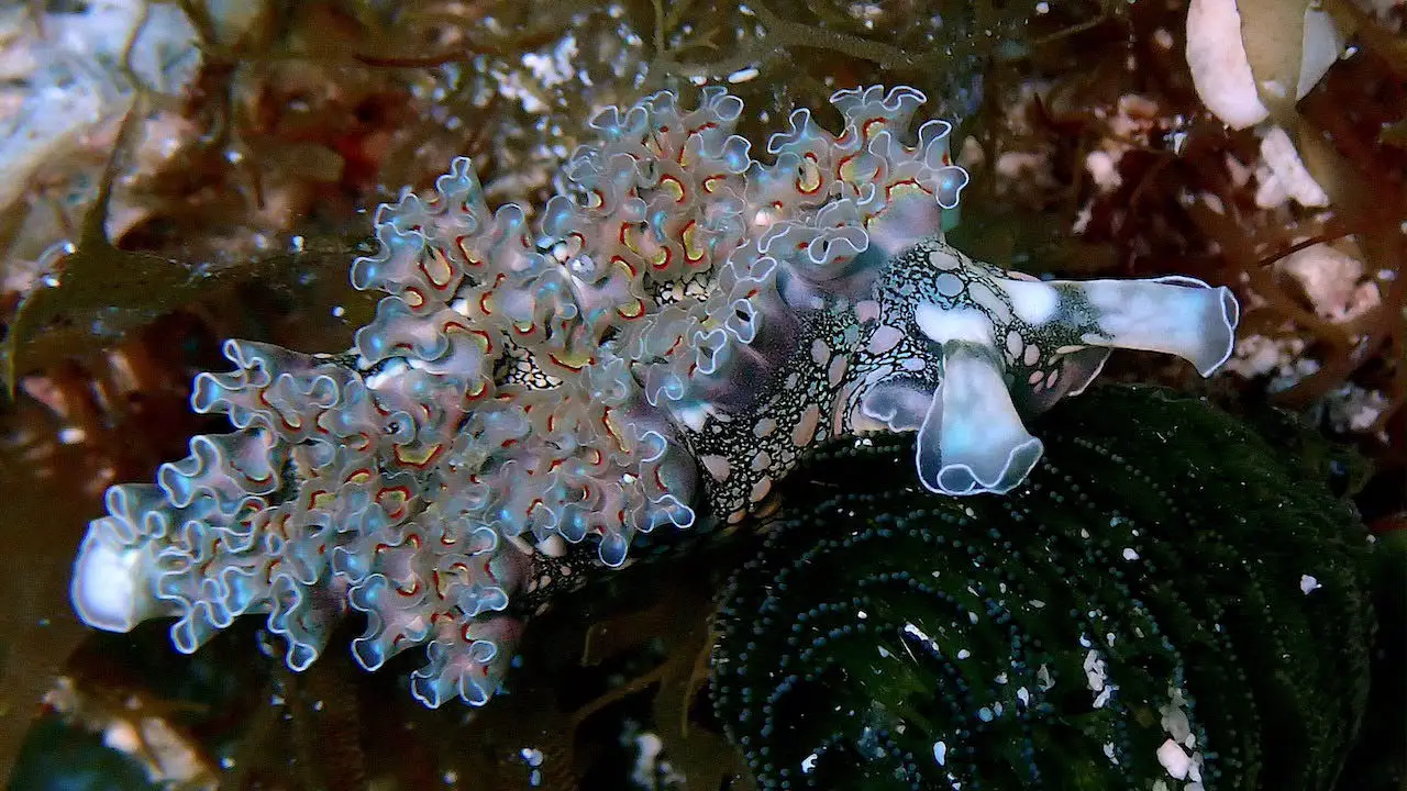 Elysia crispata sea slug, with elaborate frilled gills and colors