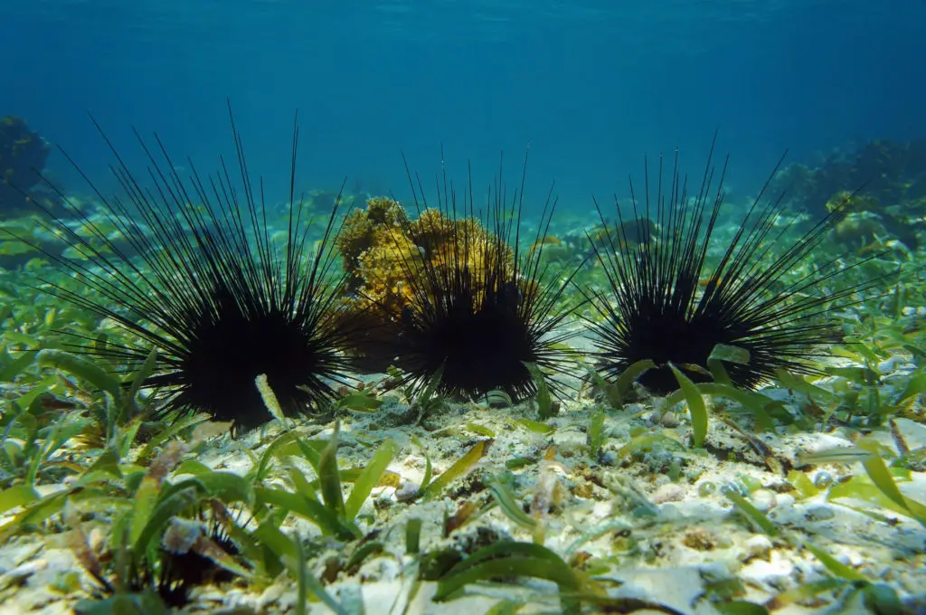 Three spiky sea urchins underwater near shore.