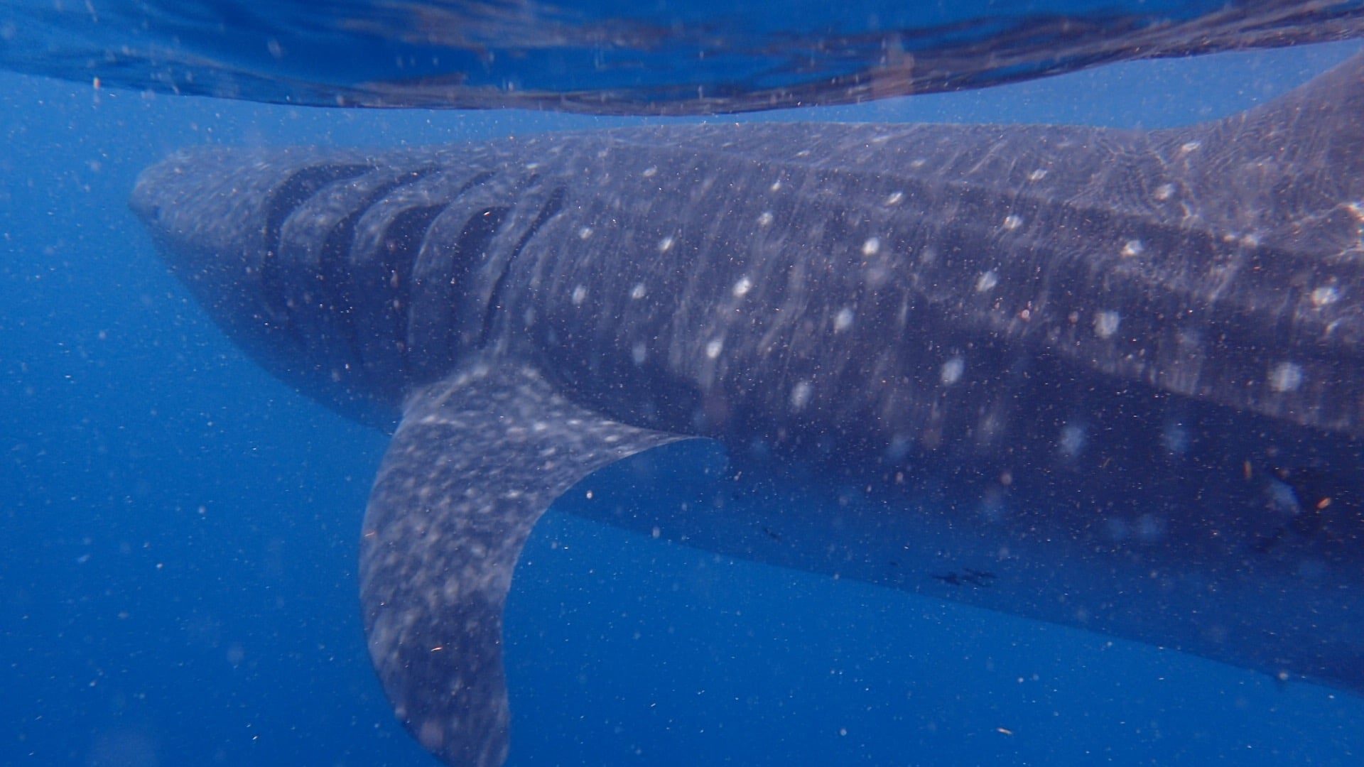 Whale shark up close in blue water