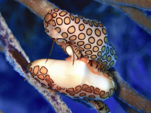 A pair of flamingo tongue sea snails mating, showing detailed anatomy.