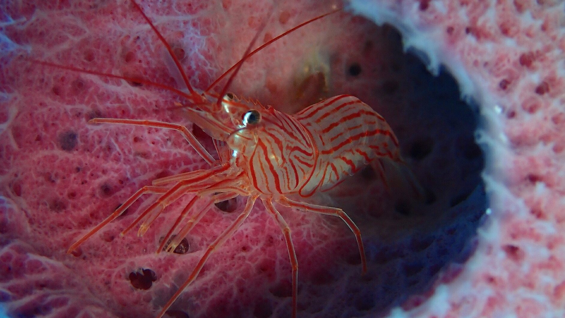 A close up shot of a red and white striped peppermint shrimp in a pink sponge in Cozumels coral reef. 