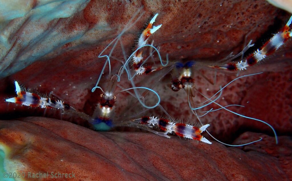 Pair of banded coral cleaner shrimp in a purple sponge on a Cozumel coral reef.