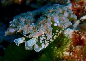 Read more about the article Sea Slugs Of Cozumel: Neat Nudis, Excellent Elysias
