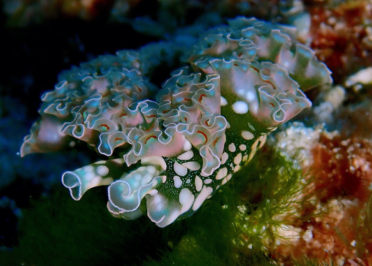 You are currently viewing Sea Slugs Of Cozumel: Neat Nudis, Excellent Elysias