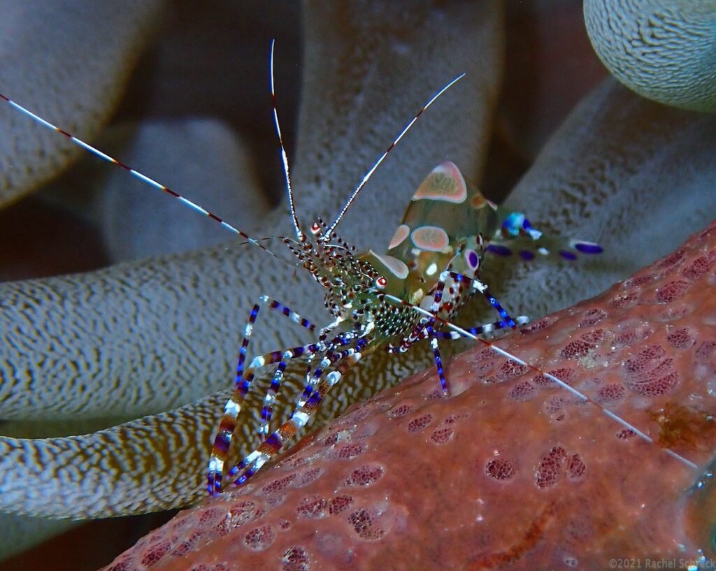 Crisp closeup image of a spotted cleaner shrimp in Cozumel, MX