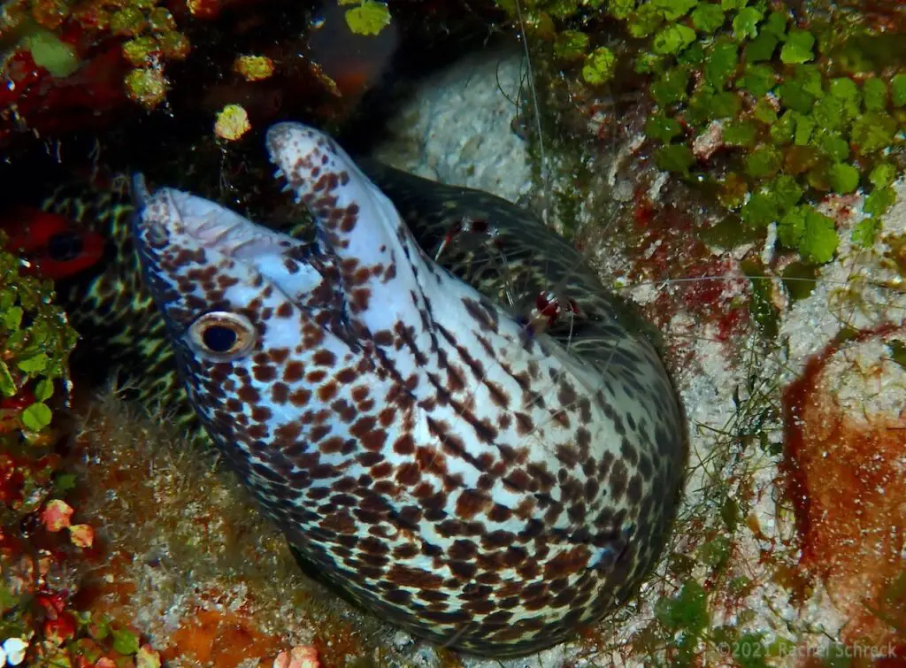Closeup of spotted moray eel in submissive position so the banded coral shrimp can clean its body on the reef in Cozumel. 