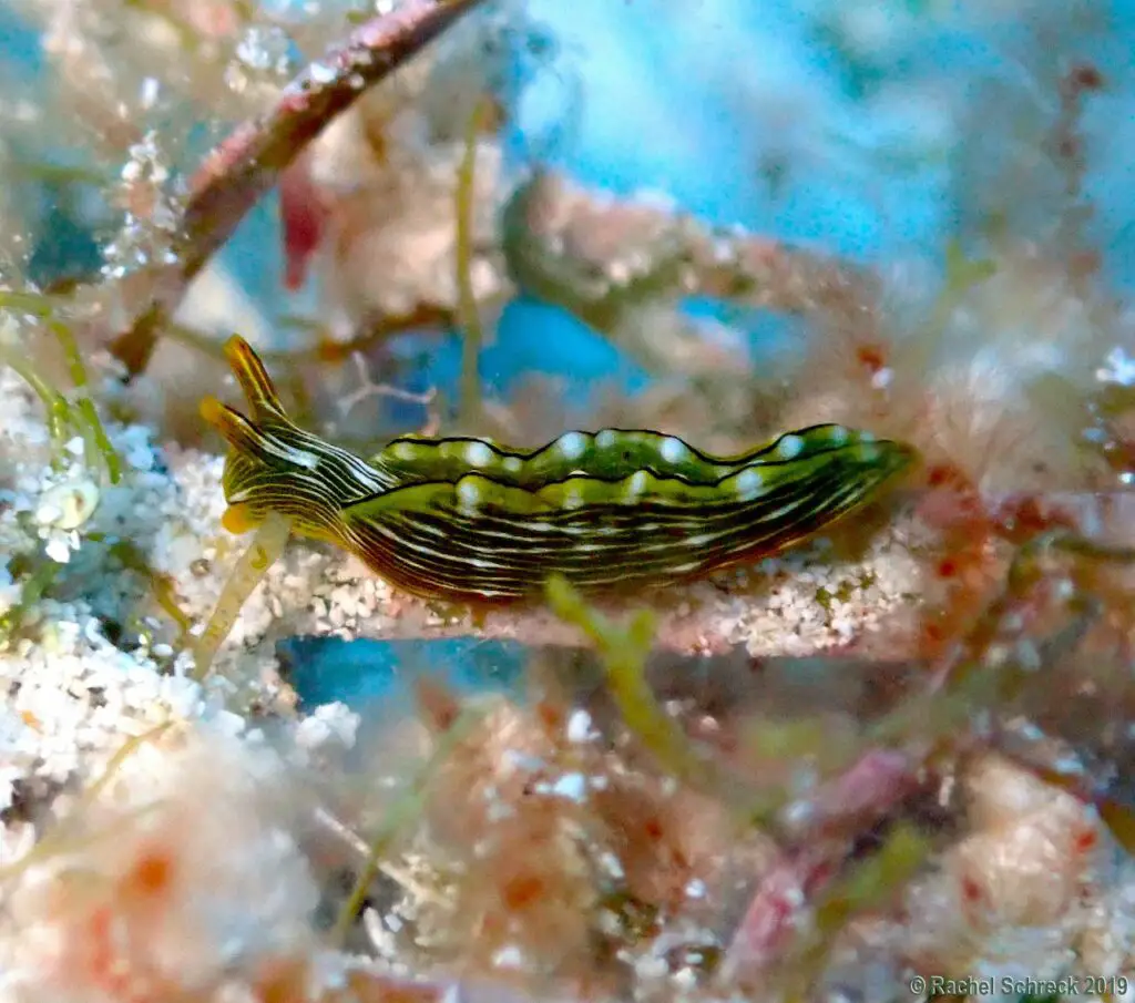 Close up of green and yellow lined sea slug in branches of coral and grass in Cozumel. 