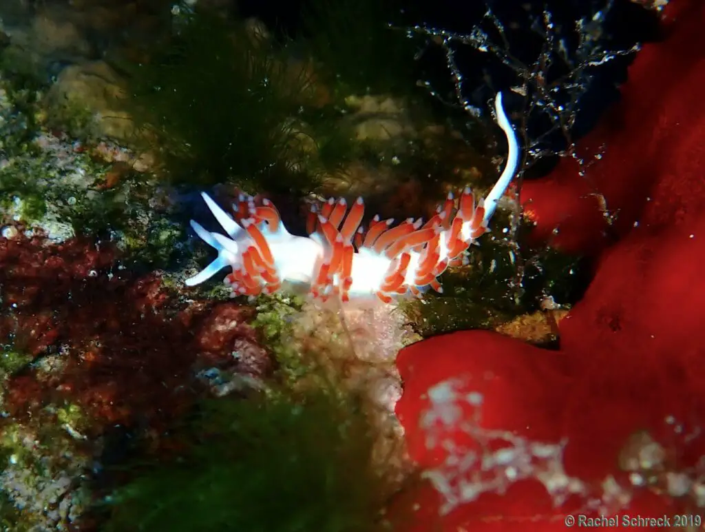 A white and red colored flabellina nudibranch in Cozumel's national marine park