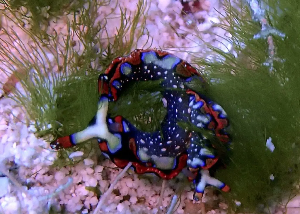 Author's original image of a pair of brightly colord painted elysia sea slugs curled up together in a puff of green sea grass in Cozumel's national marine park.