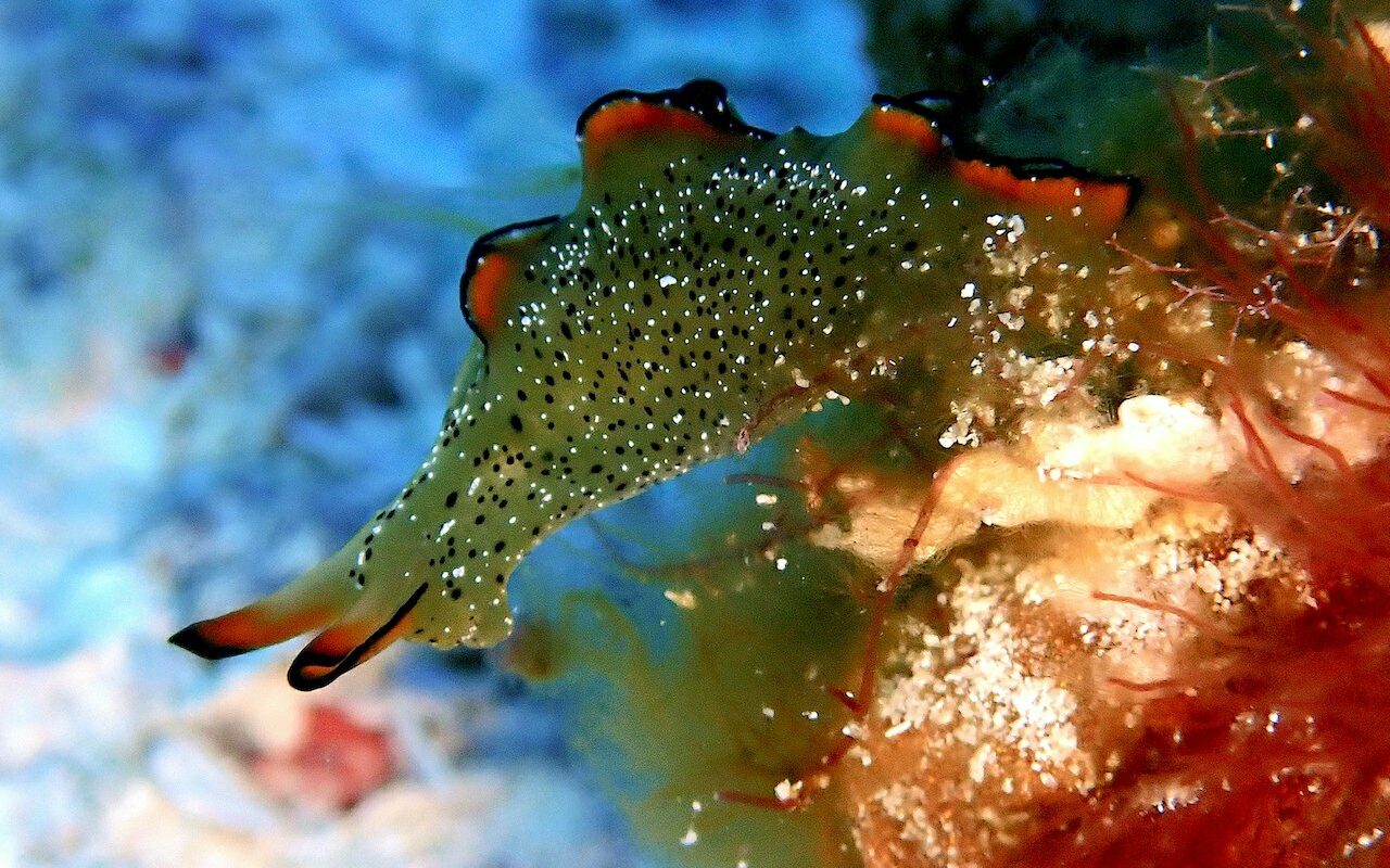 Clear closeup of an ornate elysia sea slug in Cozumel that's green with black and orange markings. 