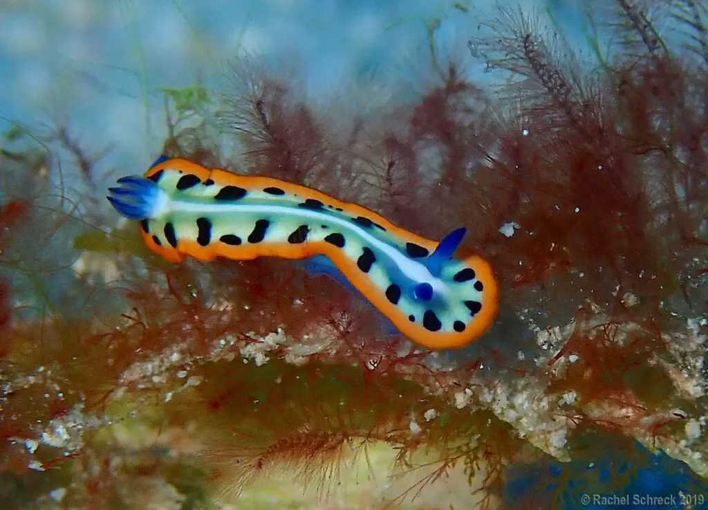 A rare sea goddess nudibranch in Cozumel with bright orange, blue and white markings. Photo original by author.