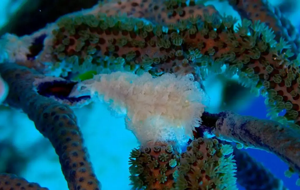 White fuzzy tufted tritoniopsis nudibranch on soft coral in Cozumel. Image by me/author.