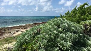 Read more about the article Cozumel Unscathed By Great Atlantic Sargassum Belt