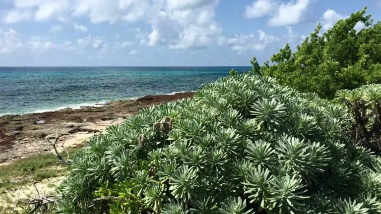 The deep blue water and tropical foliage at Cozumel's Punta Sur Eco Beach Park