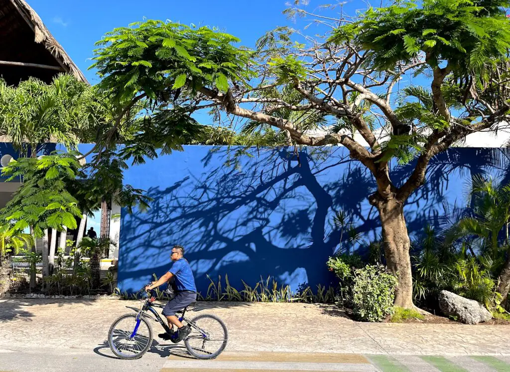 Image of man riding a bike in the dedicated bike lane in Cozumel, in front of blue wall and lush green trees. 