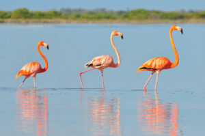 Three American flamingos wading in shallow water along Mexican Coastline with mangroves in the background.