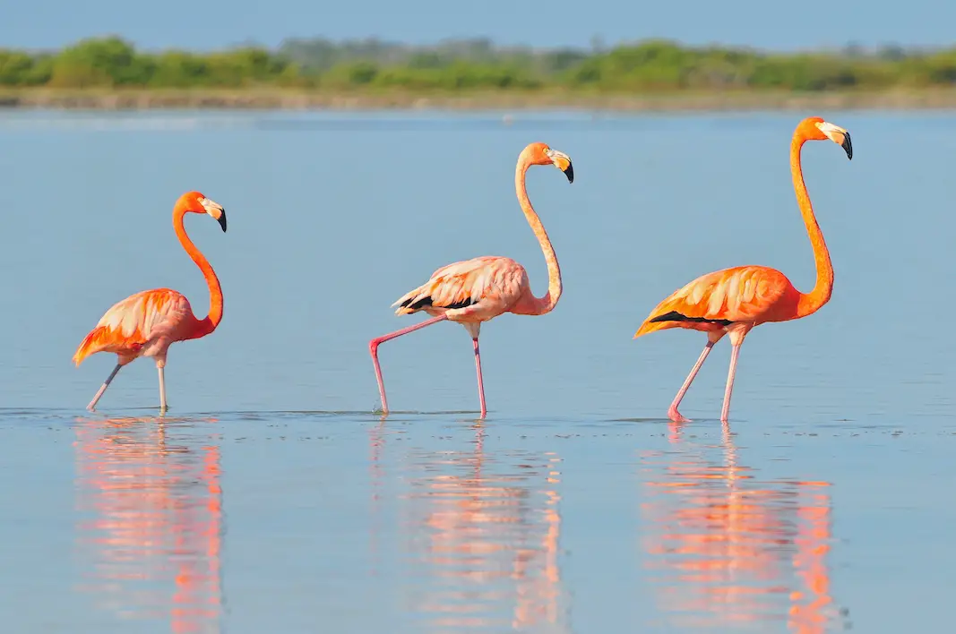 Three American flamingos wading in shallow water along Mexican Coastline with mangroves in the background.
