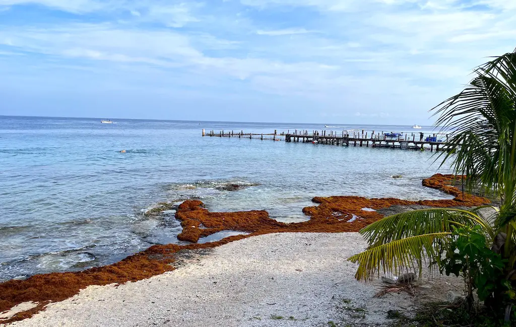 Image author took of a small amount of seaweed on a Cozumel beach in April 2023, showing that even when wind pushes the sargassum to Cozumel's western shore, it is not a huge amount, and it collects in certain inlets, only. 