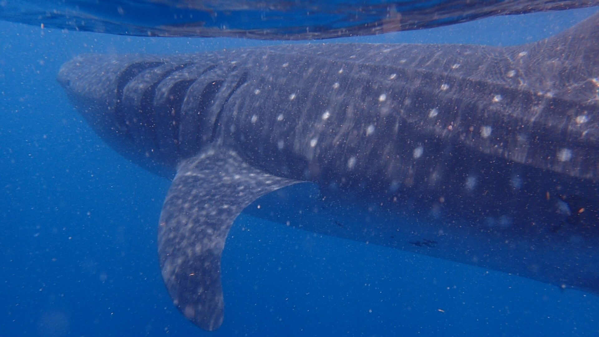 Author's close up underwater shot of a huge whale shark in blue water, cloudy with plankton off the coast of Mexico's Isla Mujeres.