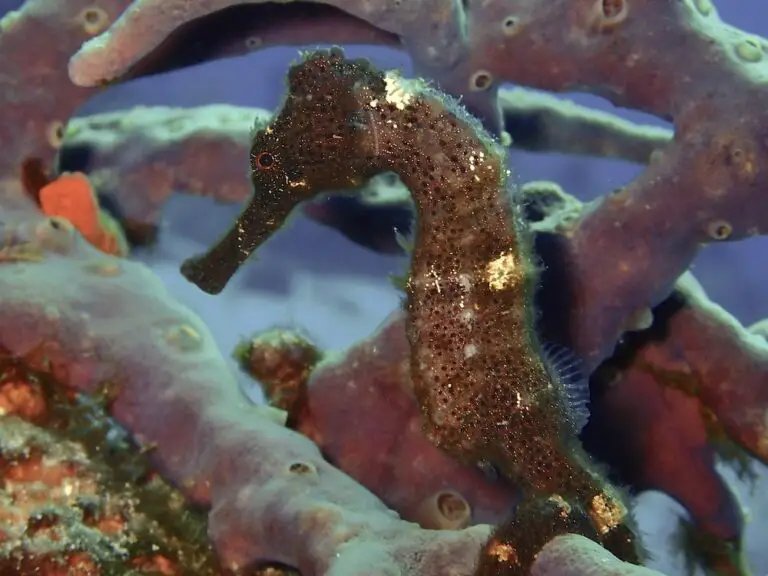 Cozumel Sea Horses: Best Reefs to Find a Seahorse when SCUBA Diving in Cozumel