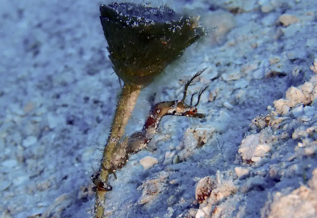 Original underwater photo of a tiny pipehorse in Cozumel, clinging to algae stem on the sandy floor of the Cozumel Marine Park. By author in 2023. 