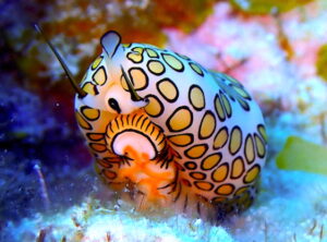 Great photo capture of flamingo tongue sea snail on the sand, and raising up to show it's underbelly and detailed anatomy. Original by author,