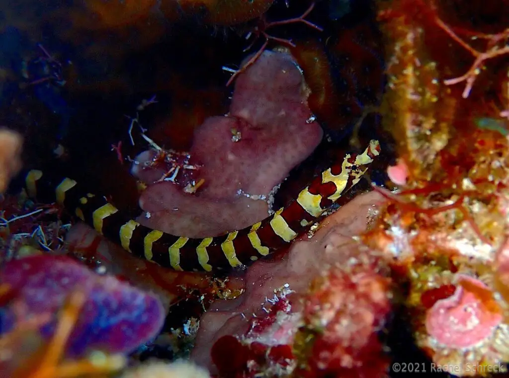 Image of a harlequin pipefish showing face, snout, and most of its body, while hiding within a small cave in the reef. 