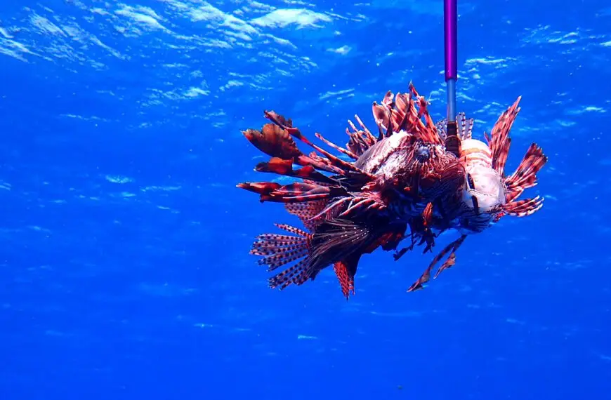 Lionfish on a Hawaiian sling fishing spear in the blue water of Cozumel. Photo by author.