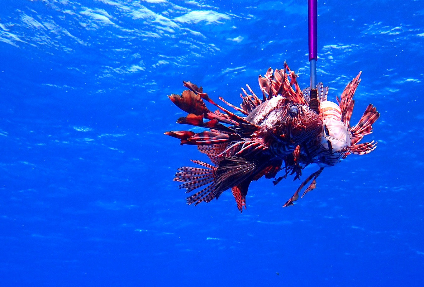 Lionfish on a Hawaiian sling fishing spear in the blue water of Cozumel. Photo by author.