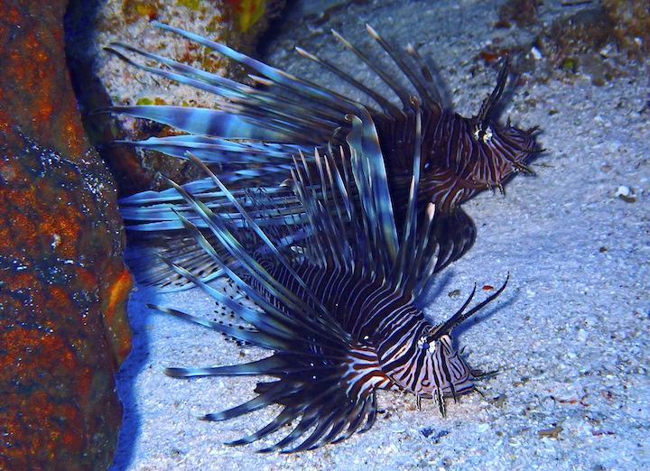 Two large lionfish in Cozumel, underwater. Image by author. 